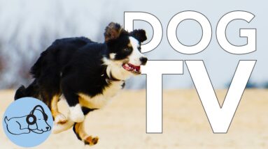 TV for Dogs! Abstract Loop TV to Entertain Dogs! With Relaxing Music!