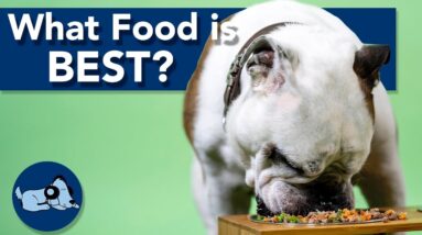 What is the Best Food for My Dog?