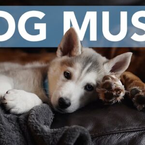 ASMR Music to Relax My Dog! Calming Tones for Stressed Pups!