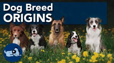 How Did we Get Different Dog Breeds?