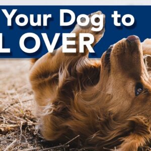 Teach Your Dog to Roll Over!