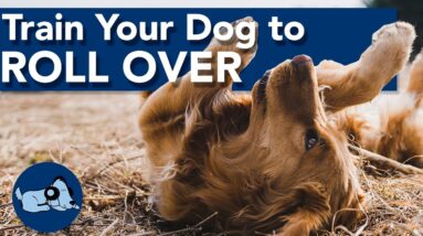 Teach Your Dog to Roll Over!