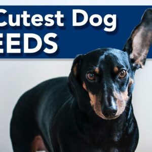 Top 5 Cutest Dog Breeds!
