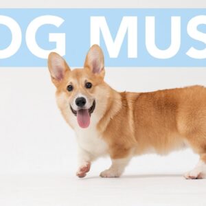 YuCalm Music to Relax Your Dog! 15 Hours of Soothing ASMR Music for Dogs!