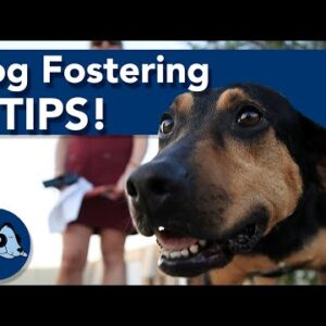 How to Become a Dog Foster Carer!