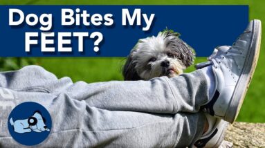 My Dog Bites My Feet When I Walk, Why?