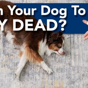 Teach Your Dog to Play Dead!