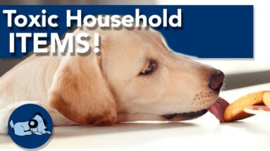 Toxic Household Items for Dogs! (Plus COMPETITION!)