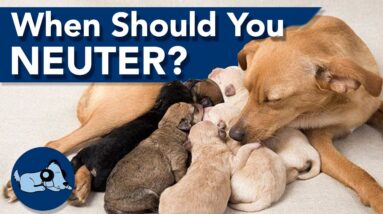 When Should I Get My Dog Neutered?