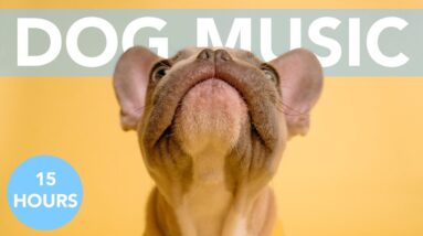 YuCalm ASMR Music for Dogs!