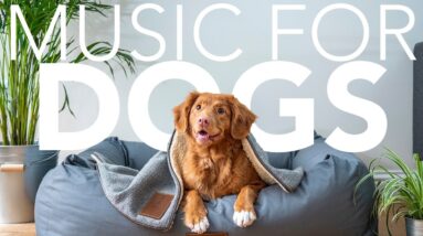 EXTRA LONG Dog Music! Guaranteed to Help Your Dog Relax & Sleep!