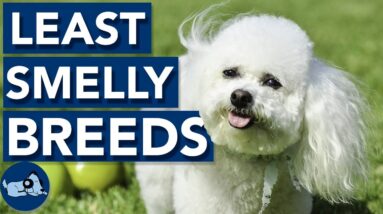 The Least Smelly Dog Breeds - Breeds That DON'T Stink!