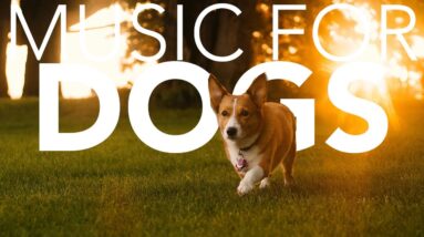 15 HOURS of Instant Dog Relaxation Music! Soothing ASMR!