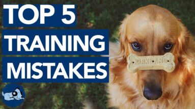 5 Training Mistakes YOU are Making - Train Your Dog Like a PRO