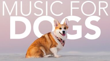 DOG MUSIC! How to Chill Your Pooch with Relaxing ASMR Music!