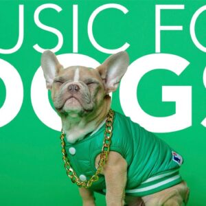 DOG MUSIC! Instant Dog Relaxation ASMR!