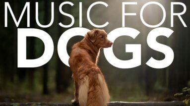 [NO ADS] Relaxing Music for Dogs! Calming ASMR! (NEW 2021)