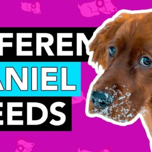 9 DIFFERENT Types of Spaniel Breeds!
