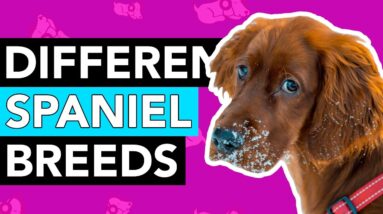 9 DIFFERENT Types of Spaniel Breeds!