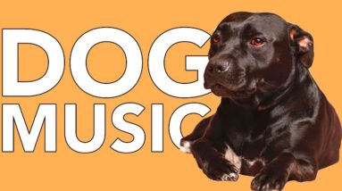 A DAY of Relaxing Music for Dogs! EXTRA-LONG 24 Hour Calming Dog Songs!