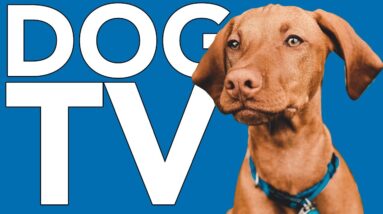 Nature EXTRAVAGANZA for Dogs! TV to Calm and Entertain Your Dog! 🐶