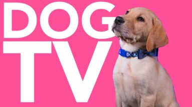 TV Adventure for Dogs! A Virtual Reality Extravaganza Dog Video!