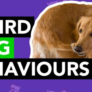 Weird Dog Behaviours - EXPLAINED!