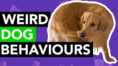 Weird Dog Behaviours - EXPLAINED!