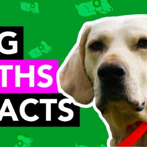Weird Myths and Facts about Dogs - The last one will SHOCK you!