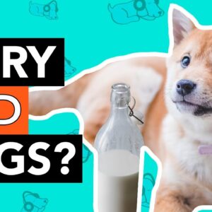 Can Dogs Eat Dairy?