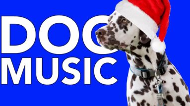 Christmas Eve Dog Music! Songs to Calm Your Dog Before Xmas!