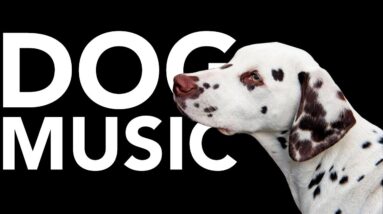 DOG MUSIC! Instant Dog Relaxation | 20 HOURS of Sleep Music for Dogs!
