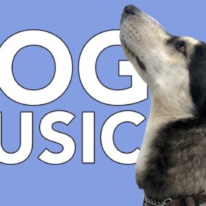 Dog Relaxation Sounds: The ULTIMATE Calming Music for Dogs!