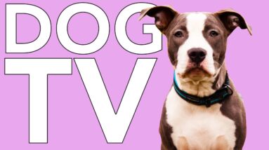 DOG TV: Hours of Non-Stop Entertainment for Dogs! 🐶