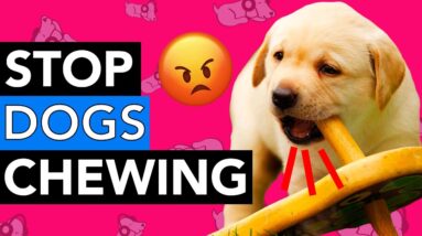 How to Stop My Dog Chewing Furniture?!