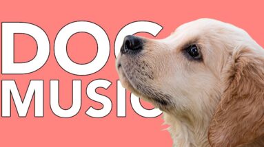 INSTANT Dog Relaxation Music! 20 HOURS of Dog Sleep Music!