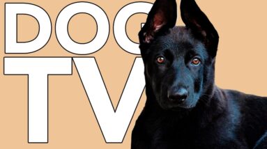 MUTTFLIX TV FOR DOGS! Ultra Entertaining Videos for Your Dog! With Music!