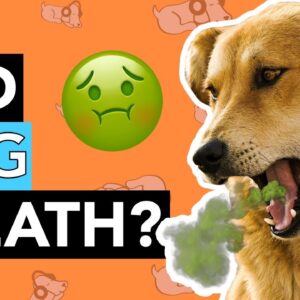 My Dog Has Bad Breath - What Do I Do?!