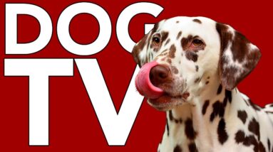 TV FOR DOGS! A Virtual Reality TV Adventure for your Dog!