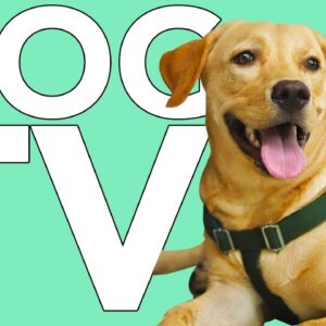 TV FOR DOGS! TV Adventure Experience for Dogs! With Relaxing Music!