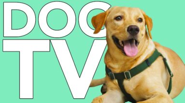 TV FOR DOGS! TV Adventure Experience for Dogs! With Relaxing Music!
