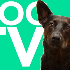 TV FOR DOGS! Nature Entertainment Extravaganza Dog Videos with Relaxing ASMR Music!