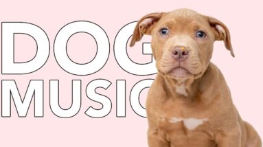 Dog Music: 20 HOURS of Relaxing Music to Calm Your Dog! 🐶