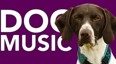 DOG MUSIC! Instant Dog Relaxation | 20 HOURS of Dog Sleep Music!