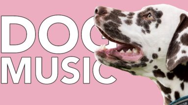 DOG MUSIC: INSTANT Dog Relaxation with The Best Calming Songs!
