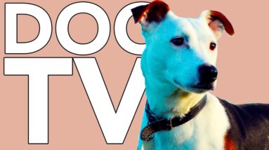 DOG TV: 8 HOURS of Fun and Entertaining TV for Dogs!