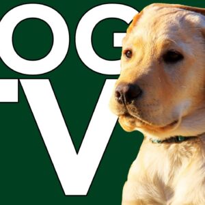 DOG TV: Exciting Virtual Adventures for Dogs with Relaxing Music!