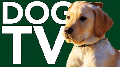 DOG TV: Exciting Virtual Adventures for Dogs with Relaxing Music!