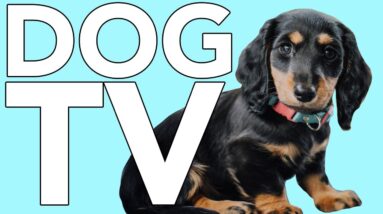 DOG TV: Hours of Exciting Videos for Bored Dogs! Non-Stop Entertainment!