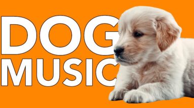 EXTREMELY RELAXING DOG MUSIC! Soothing ASMR for Dogs! | NEW